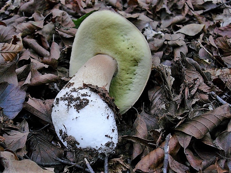 496 Novembre vecchio ritrovamento